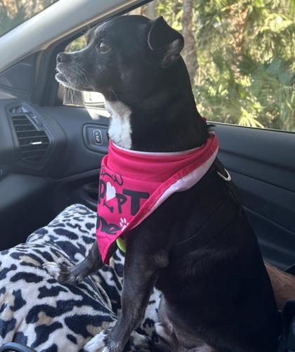 Balto — thumbnail 3