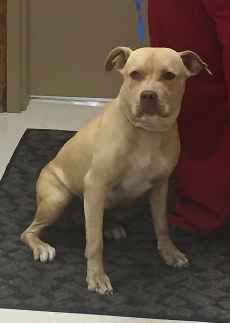 Roxy, Adopted, Senior Female Pit Bull Terrier.