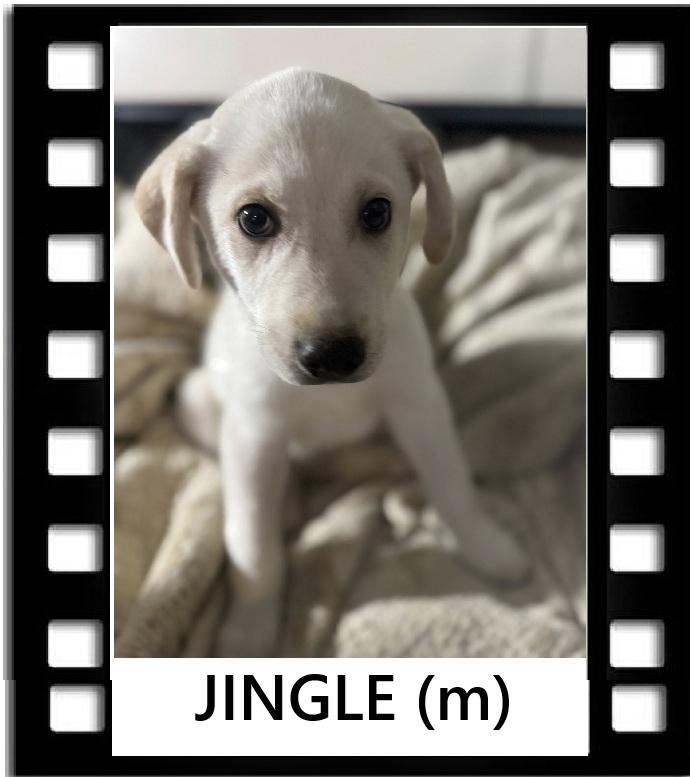 Enlarge Jingle, a Adoptable mixed breed in Navarre, FL image 1/1