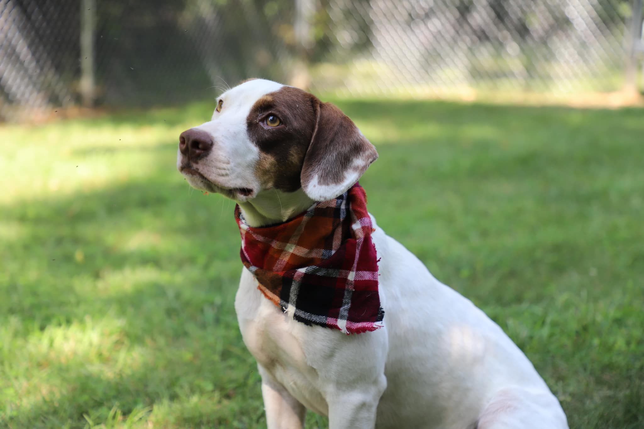 Dog for adoption Dip, an English Pointer Mix in Pearisburg, VA