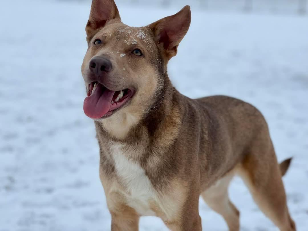 Dog for adoption Kenai a Shepherd Mix in Hornell NY Petfinder Dog for adoption Kenai a Shepherd Mix in Hornell NY Petfinder