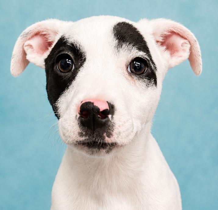Shadow, Adoptable, Puppy Male Australian Cattle Dog / Blue Heeler & Terrier.