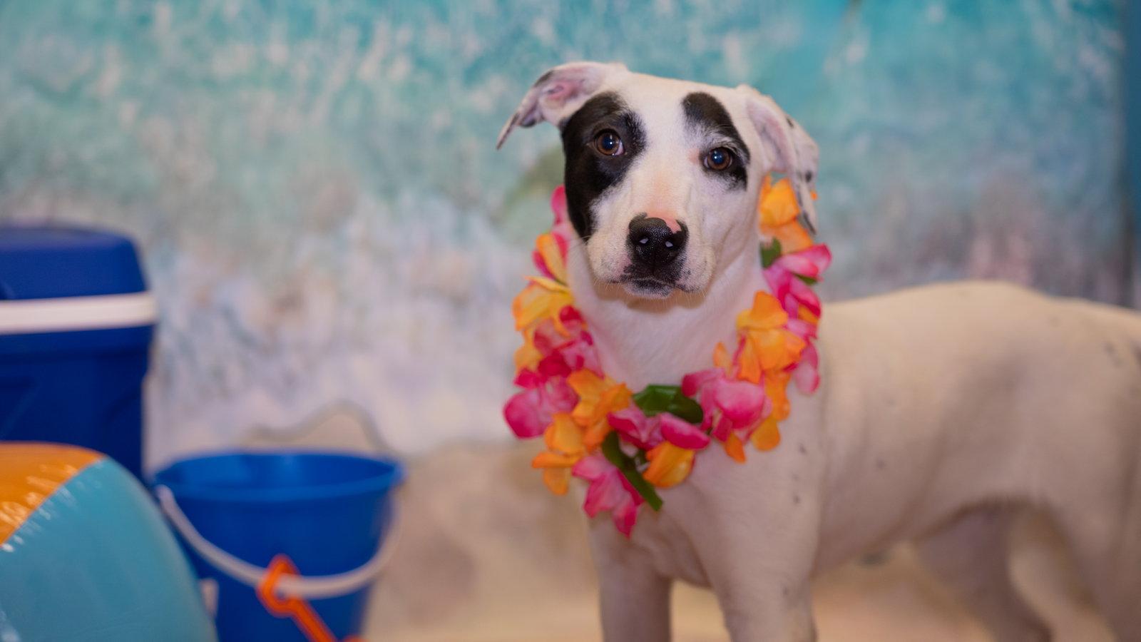 Shadow, a Adoptable mixed breed in Pottstown, PA image 2/2