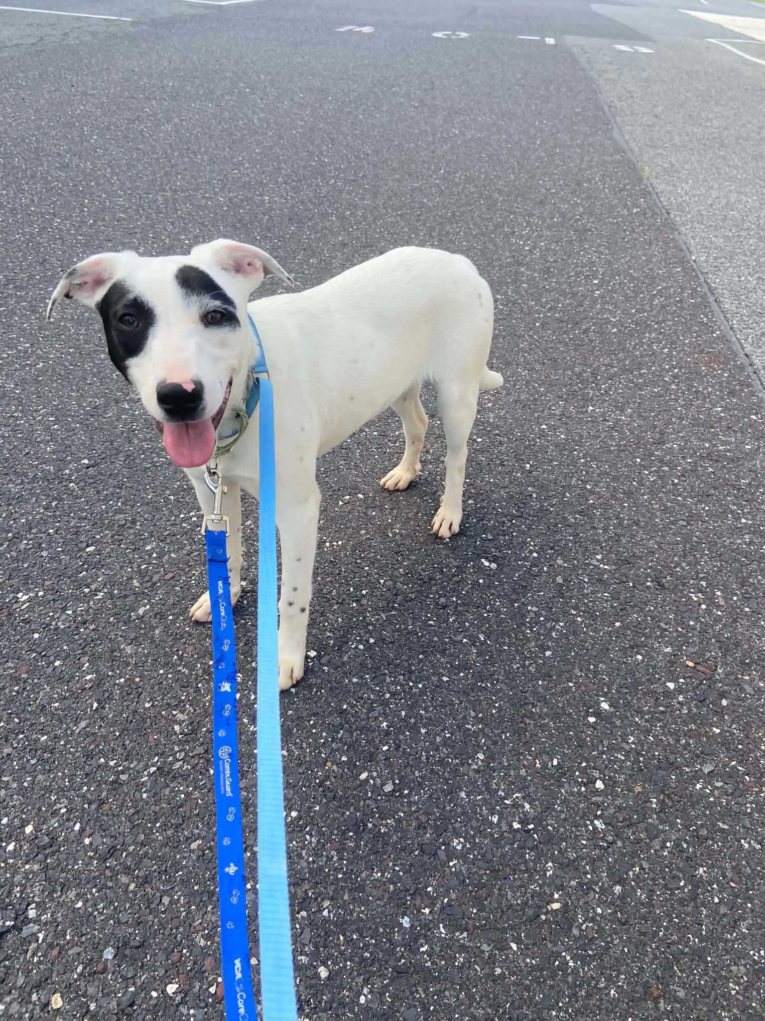 Enlarge Shadow, a Adoptable mixed breed in Pottstown, PA image 2/3
