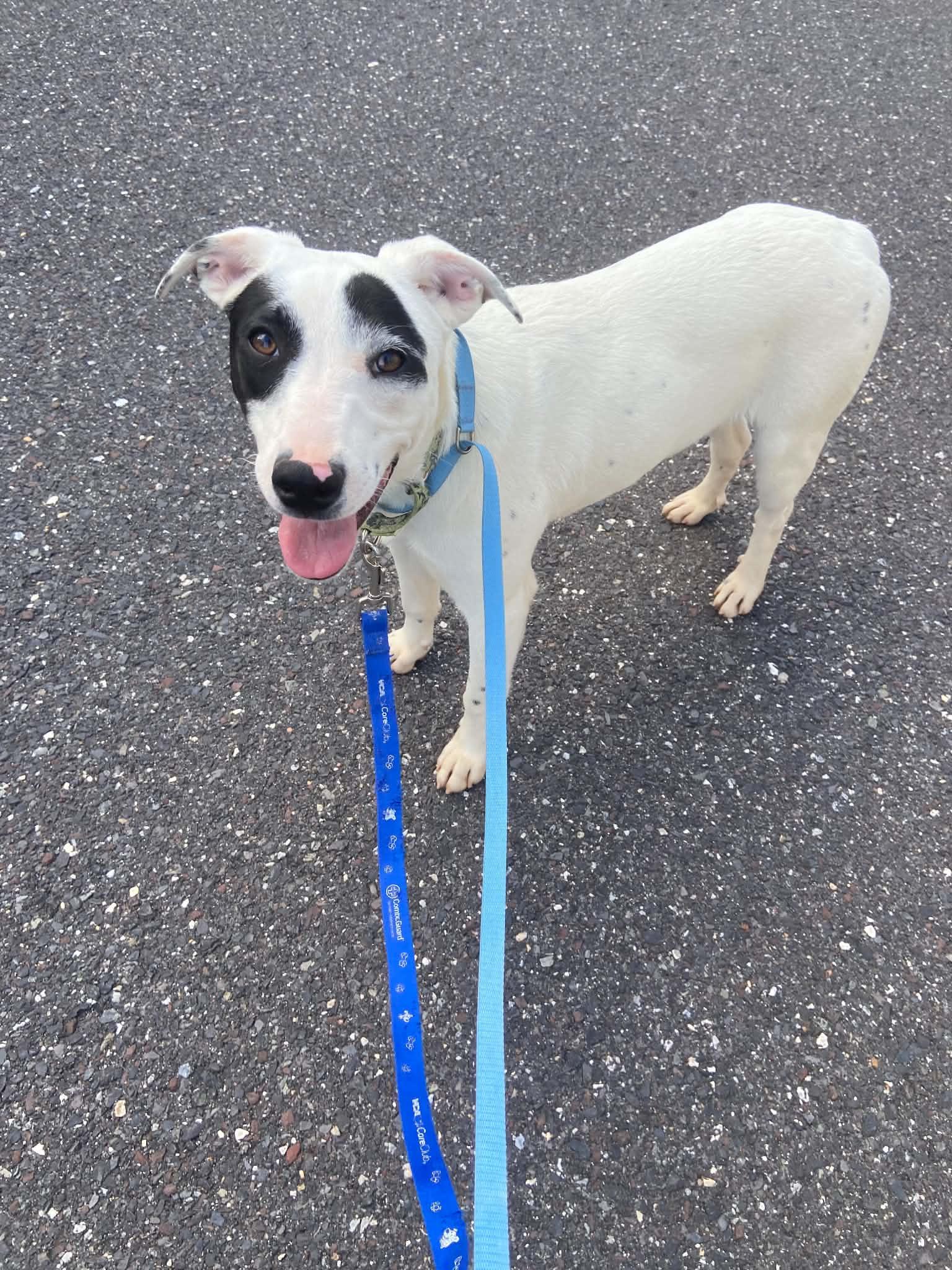 Enlarge Shadow, a Adoptable mixed breed in Pottstown, PA image 3/3