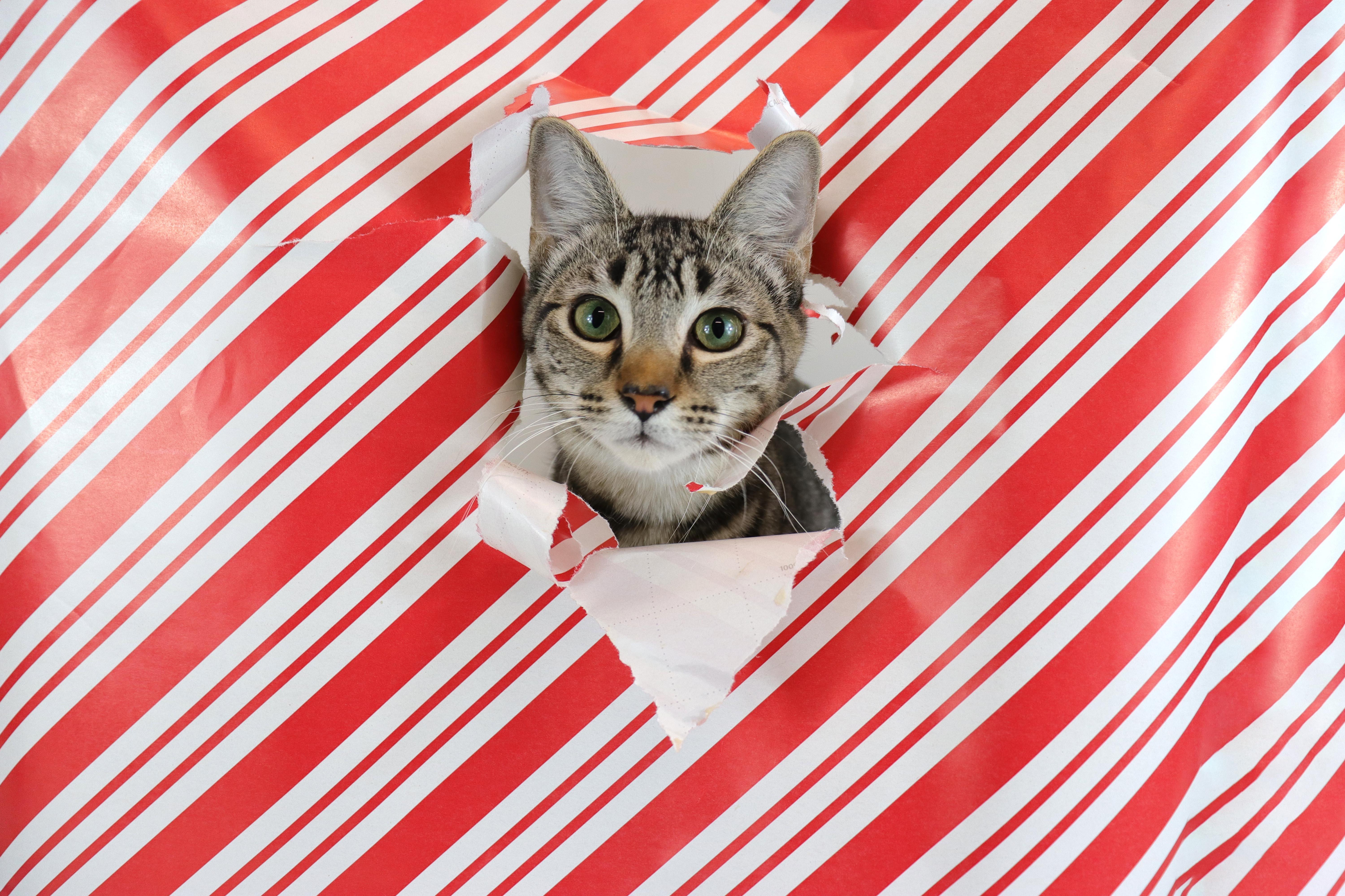 Enlarge Grey, an adopted Domestic Short Hair in Clovis, CA image 1/3