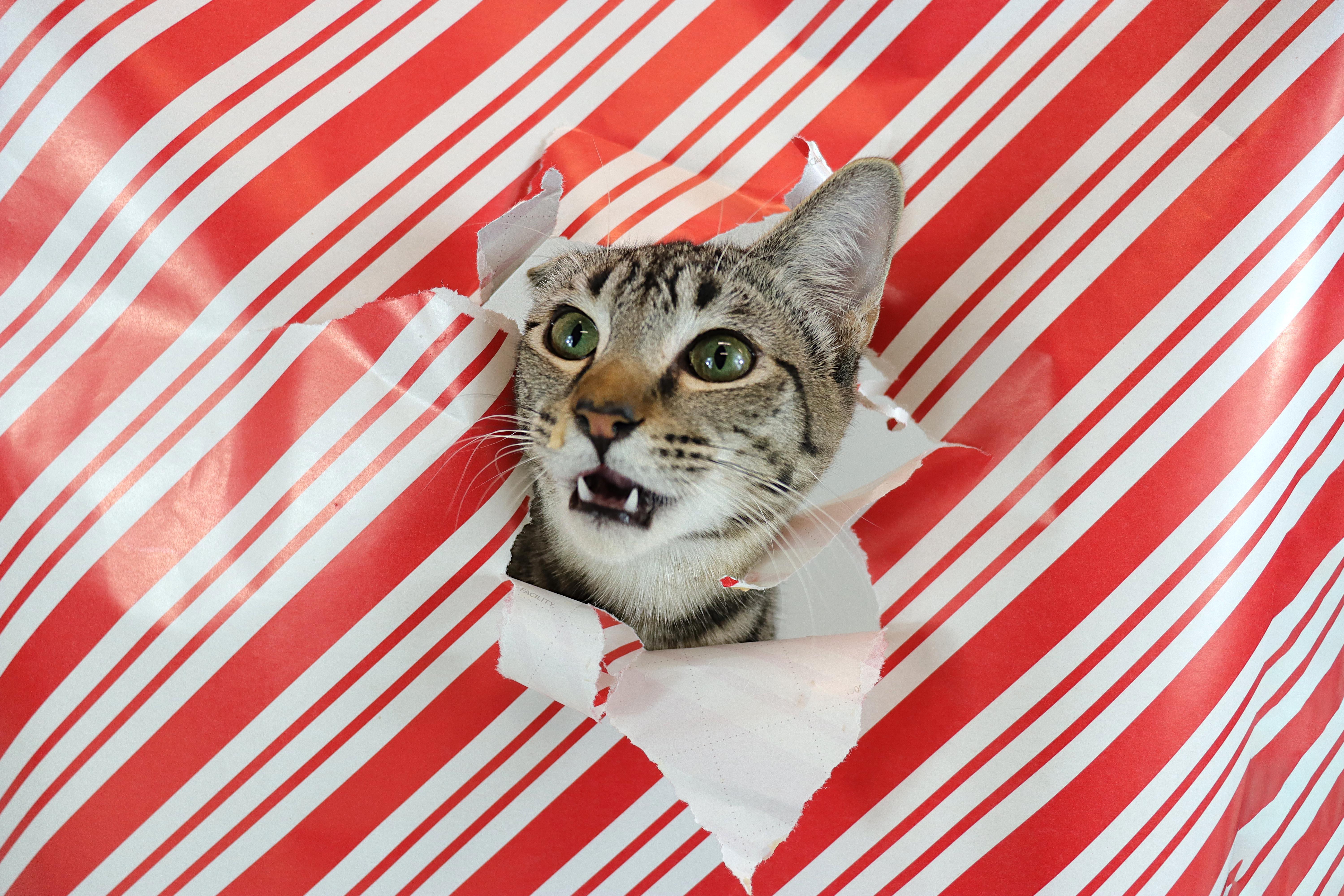 Enlarge Grey, an adopted Domestic Short Hair in Clovis, CA image 2/3