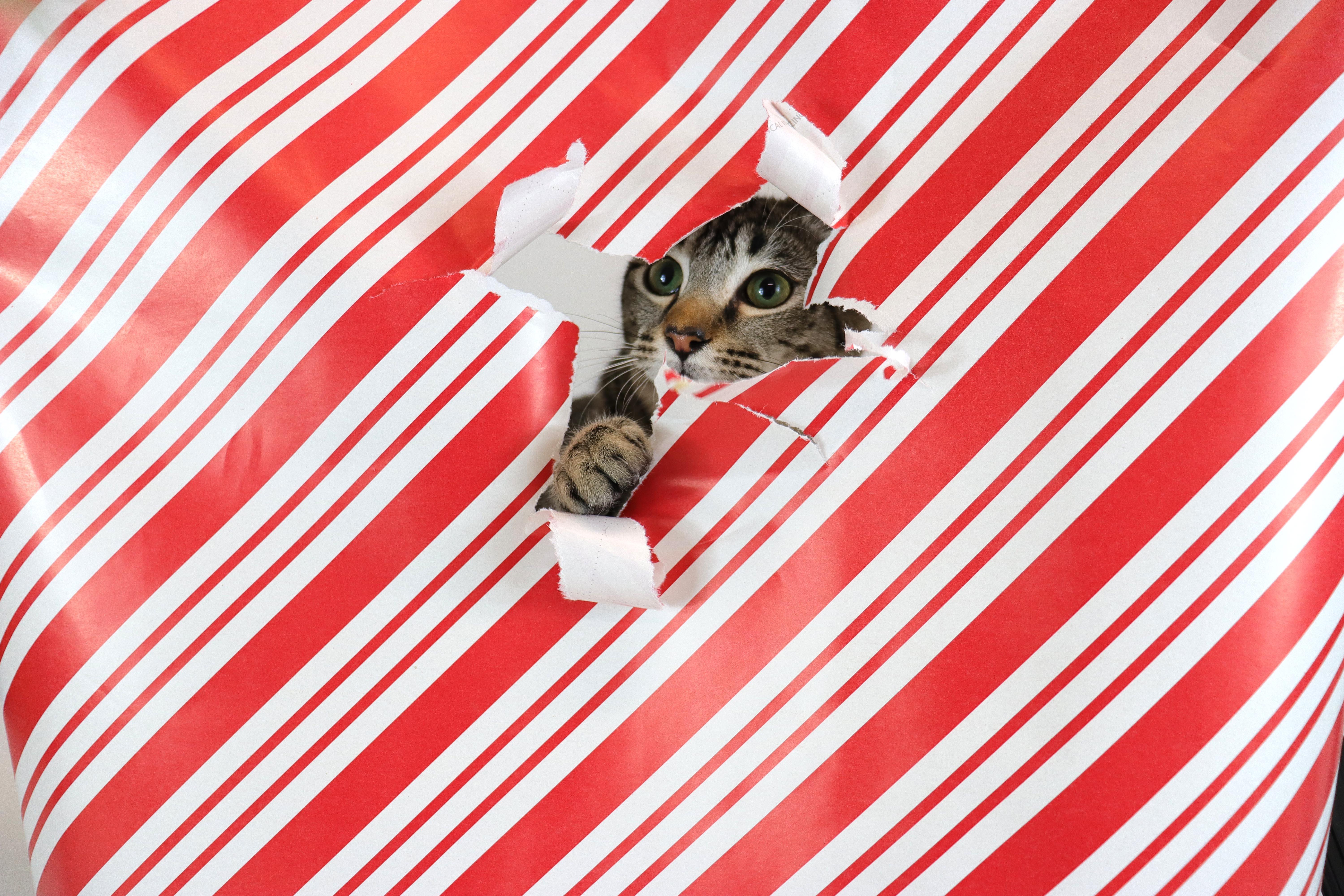 Enlarge Grey, an adopted Domestic Short Hair in Clovis, CA image 3/3