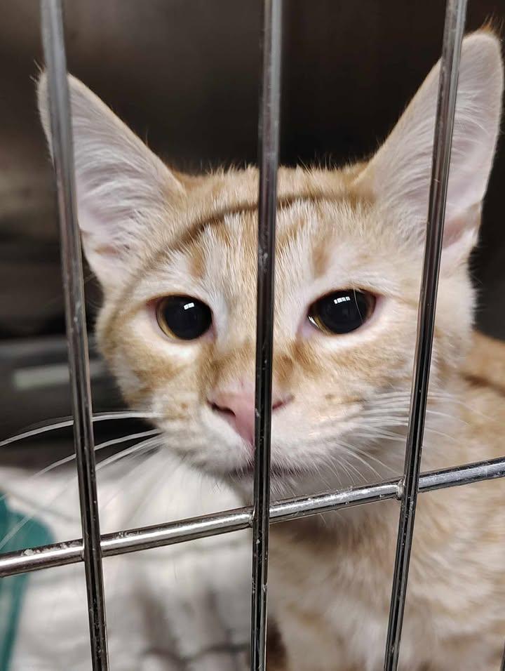 Enlarge Jacob, an adopted Domestic Short Hair in Taylorsville, KY image 1/1