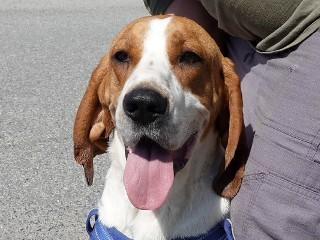 Duke, a Adoptable Treeing Walker Coonhound in Anaconda, MT image 1/5
