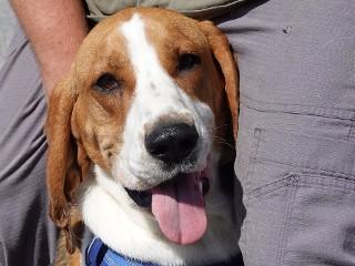 Duke, a Adoptable Treeing Walker Coonhound in Anaconda, MT image 4/5