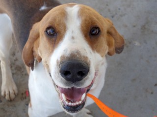 Duke, a Adoptable Treeing Walker Coonhound in Anaconda, MT image 5/5