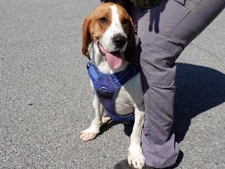 Duke, a Adoptable Treeing Walker Coonhound in Anaconda, MT image 2/5