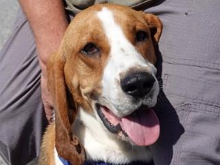 Duke, a Adoptable Treeing Walker Coonhound in Anaconda, MT image 3/5