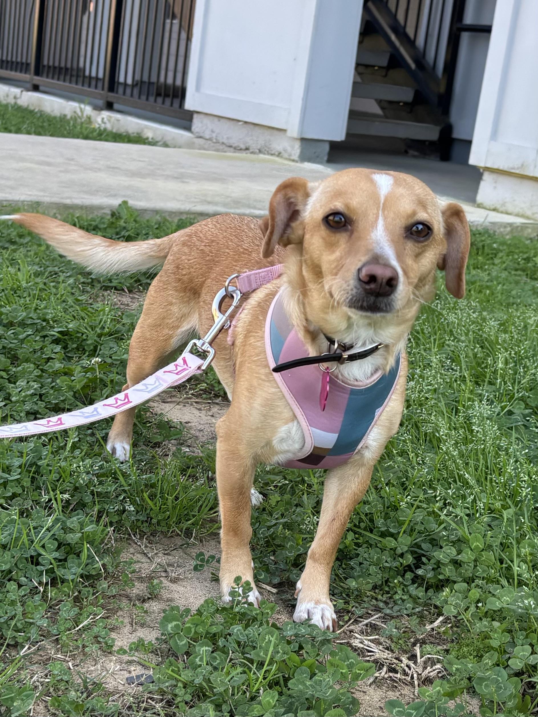 Tiffany, Adopted, Young Female Dachshund & Chihuahua.