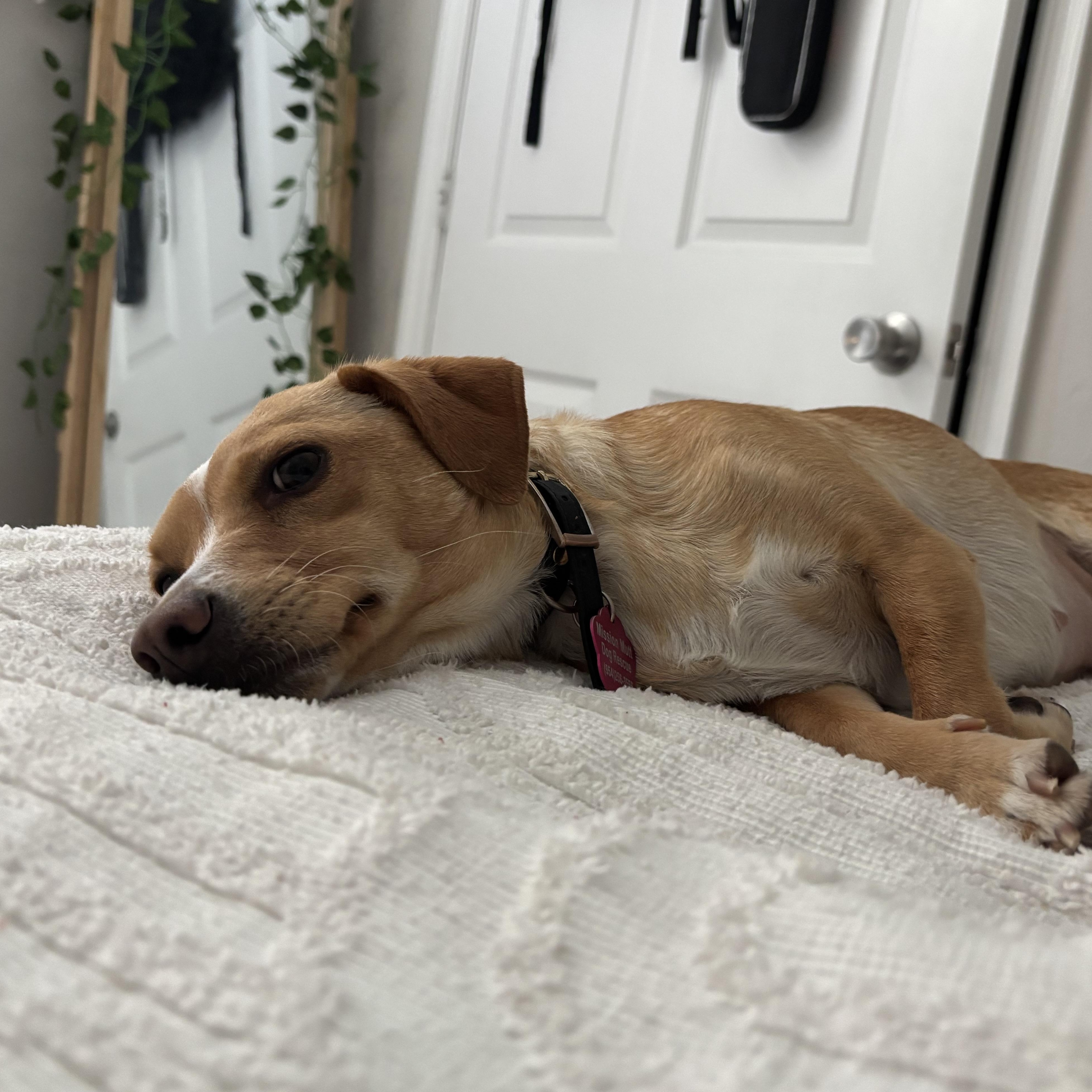 Enlarge Tiffany, a Adopted mixed breed in Tallahassee, FL image 3/6