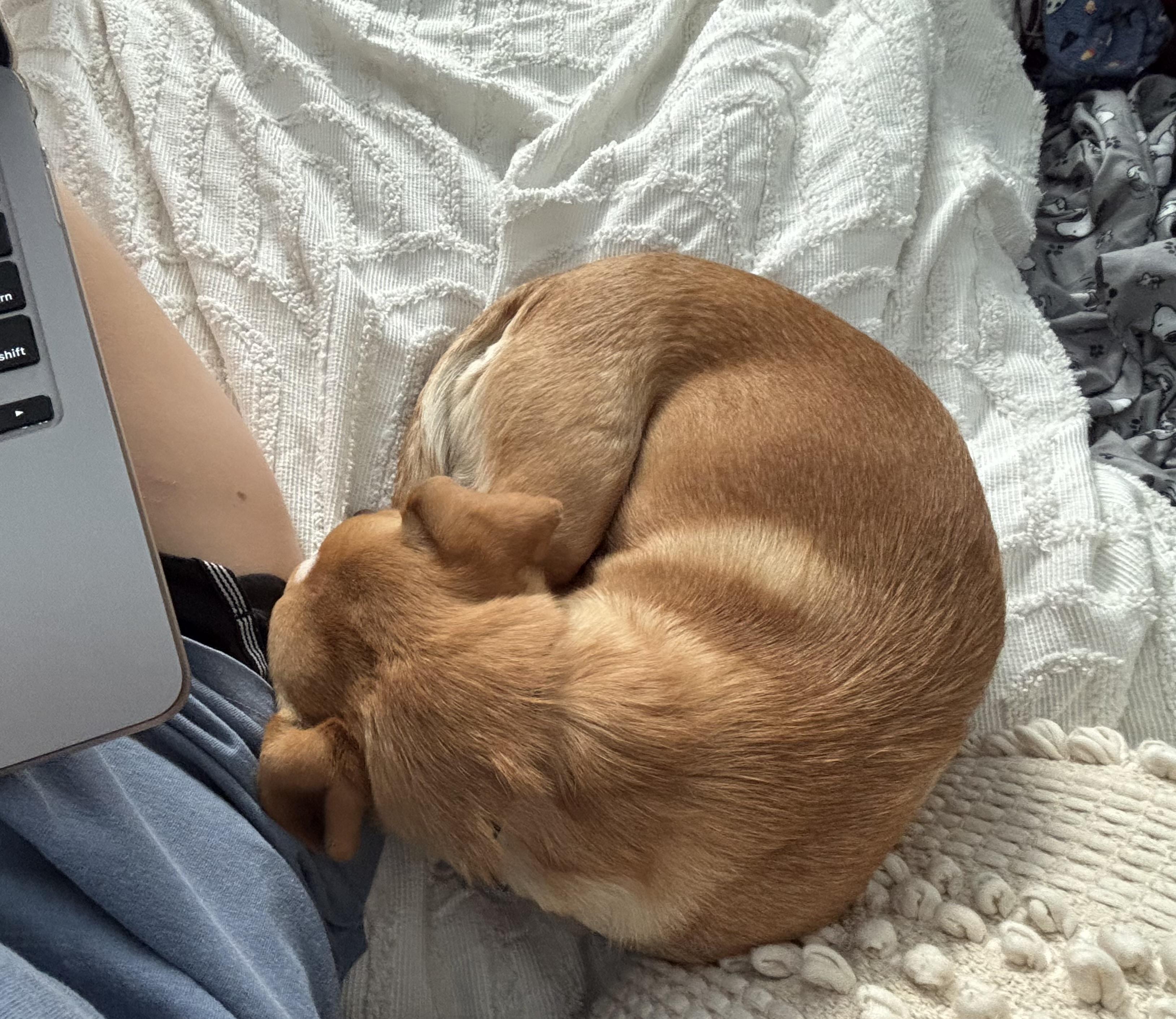 Enlarge Tiffany, a Adopted mixed breed in Tallahassee, FL image 5/6