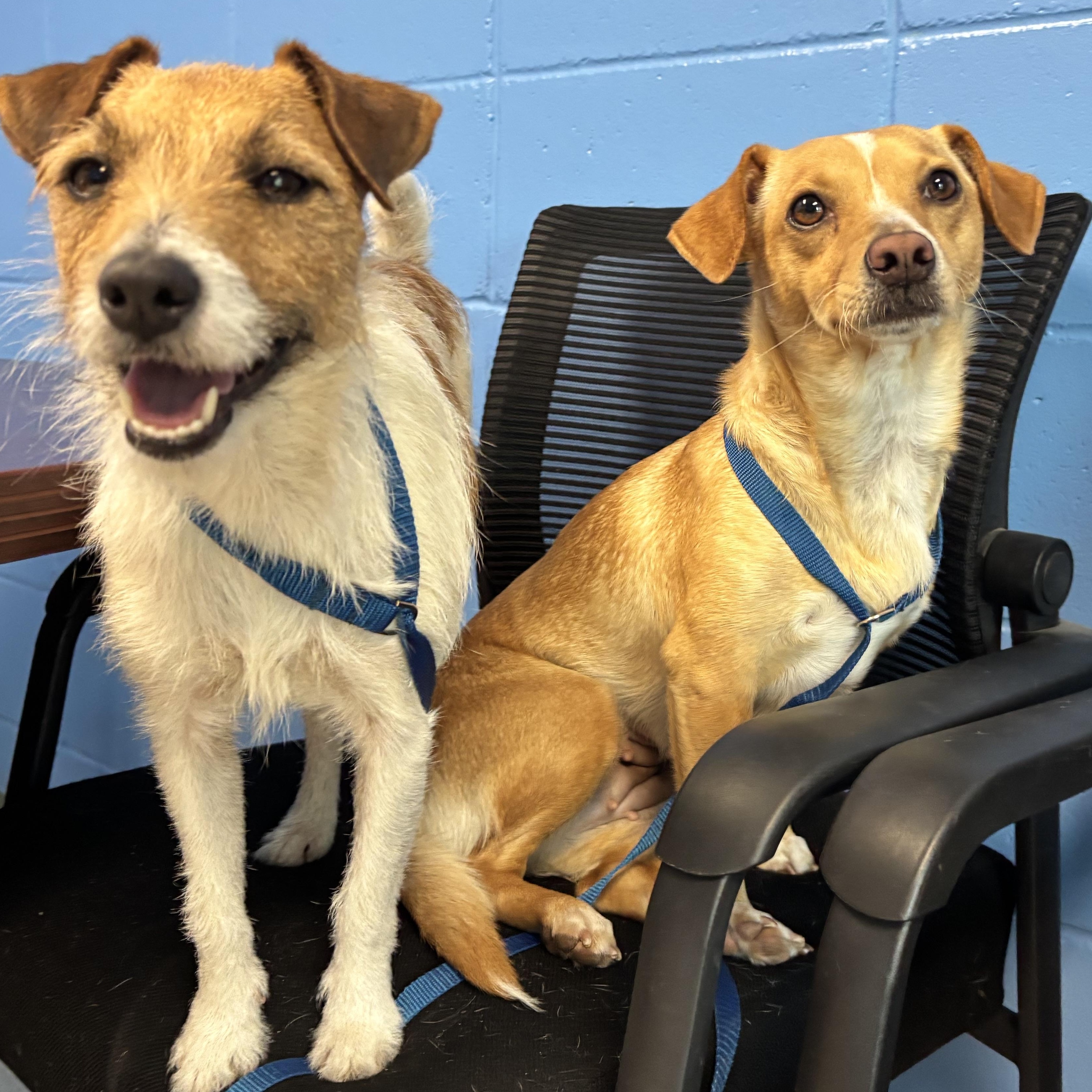 Enlarge Tiffany, a Adopted mixed breed in Tallahassee, FL image 2/6