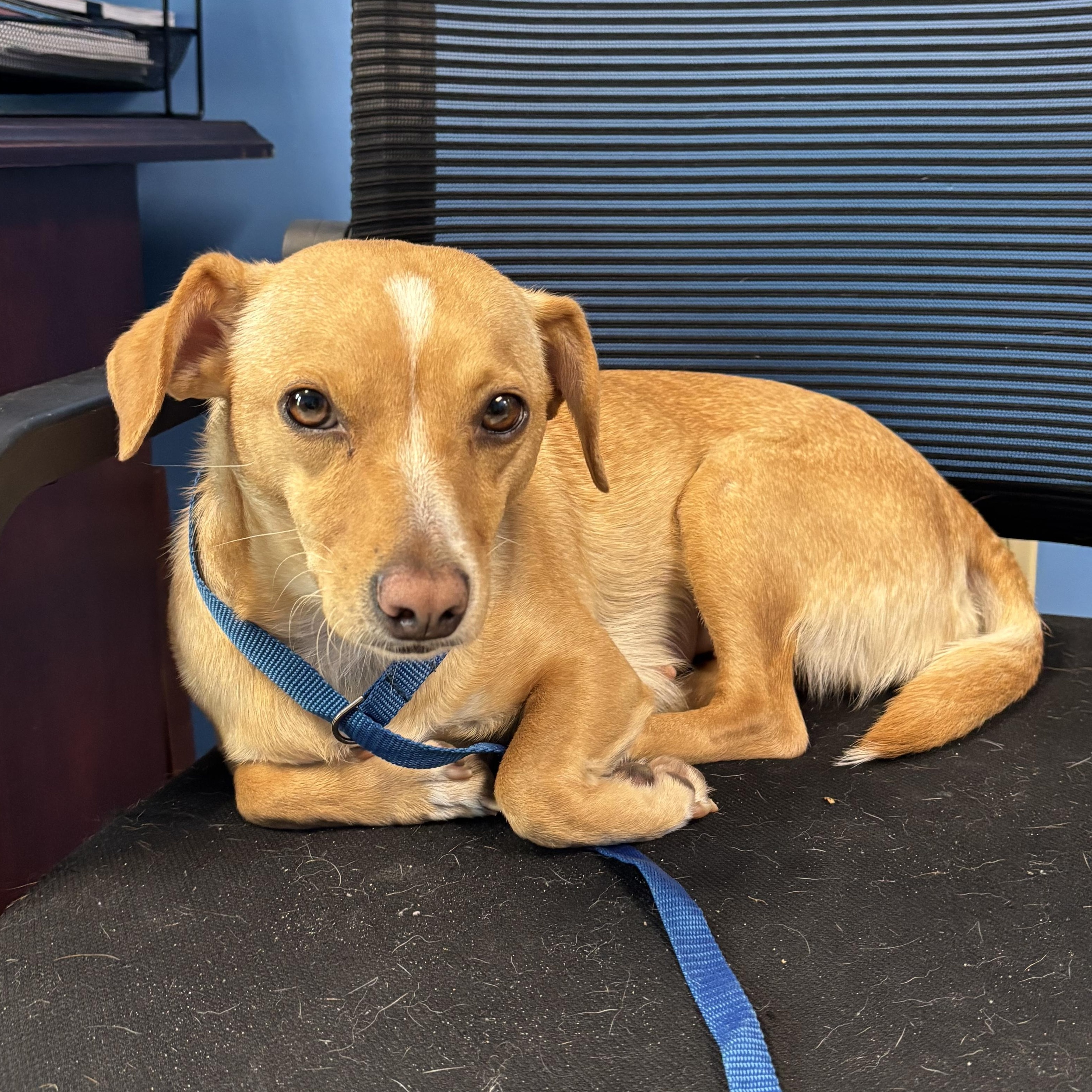 Enlarge Tiffany, a Adopted mixed breed in Tallahassee, FL image 4/6