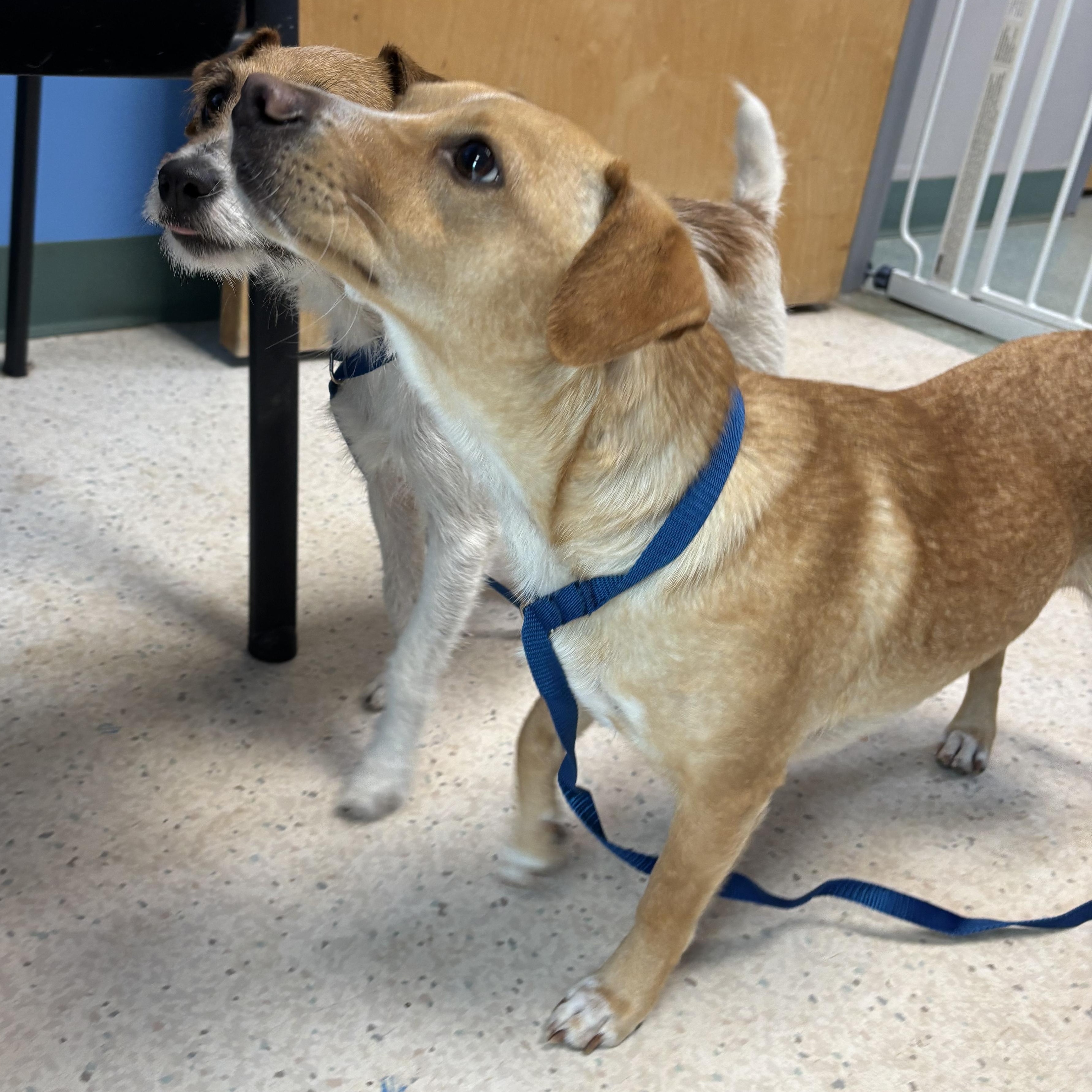 Enlarge Tiffany, a Adopted mixed breed in Tallahassee, FL image 6/6