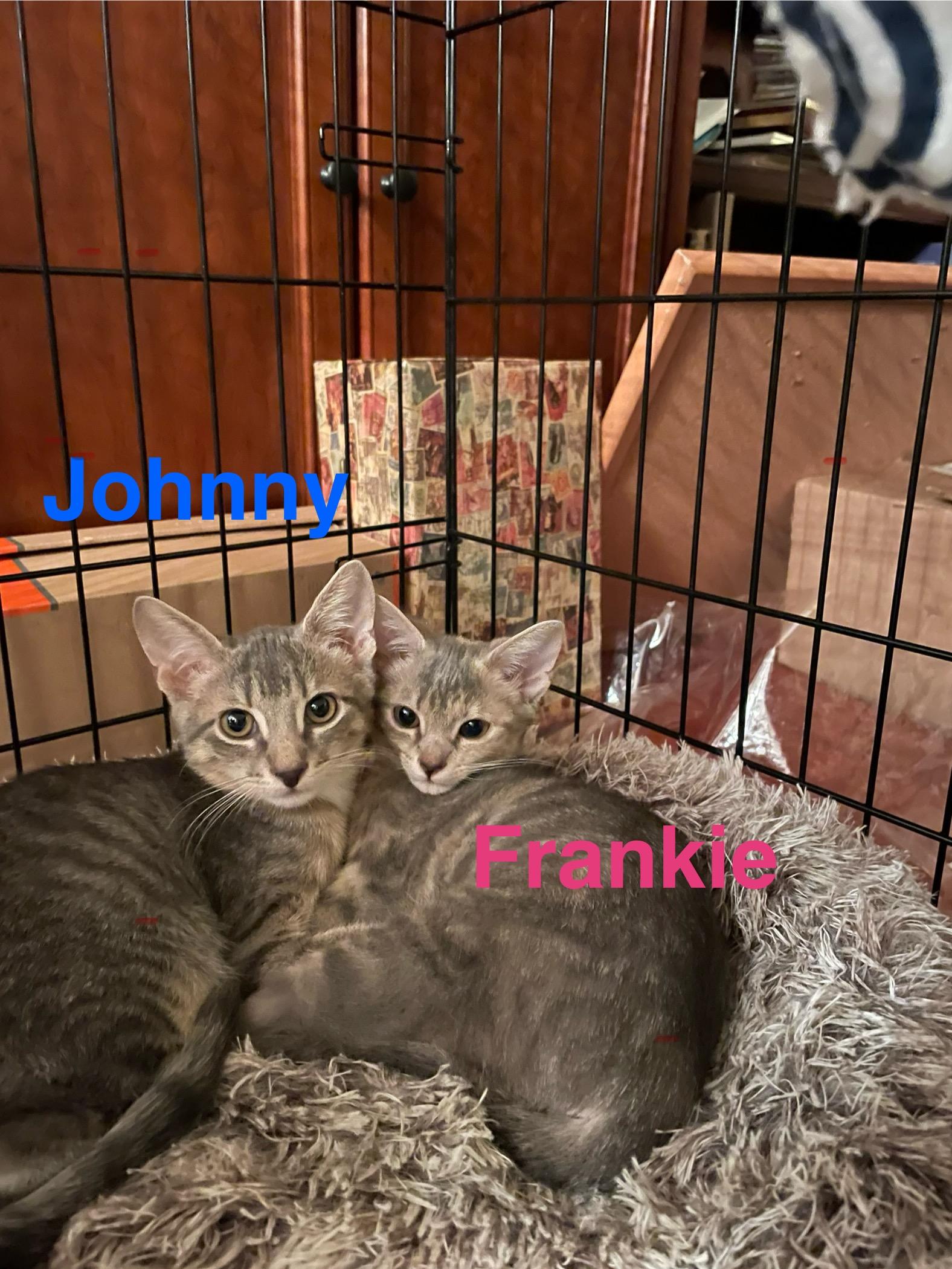 Johnny & Frankie, Adoptable, Kitten Male Domestic Short Hair.