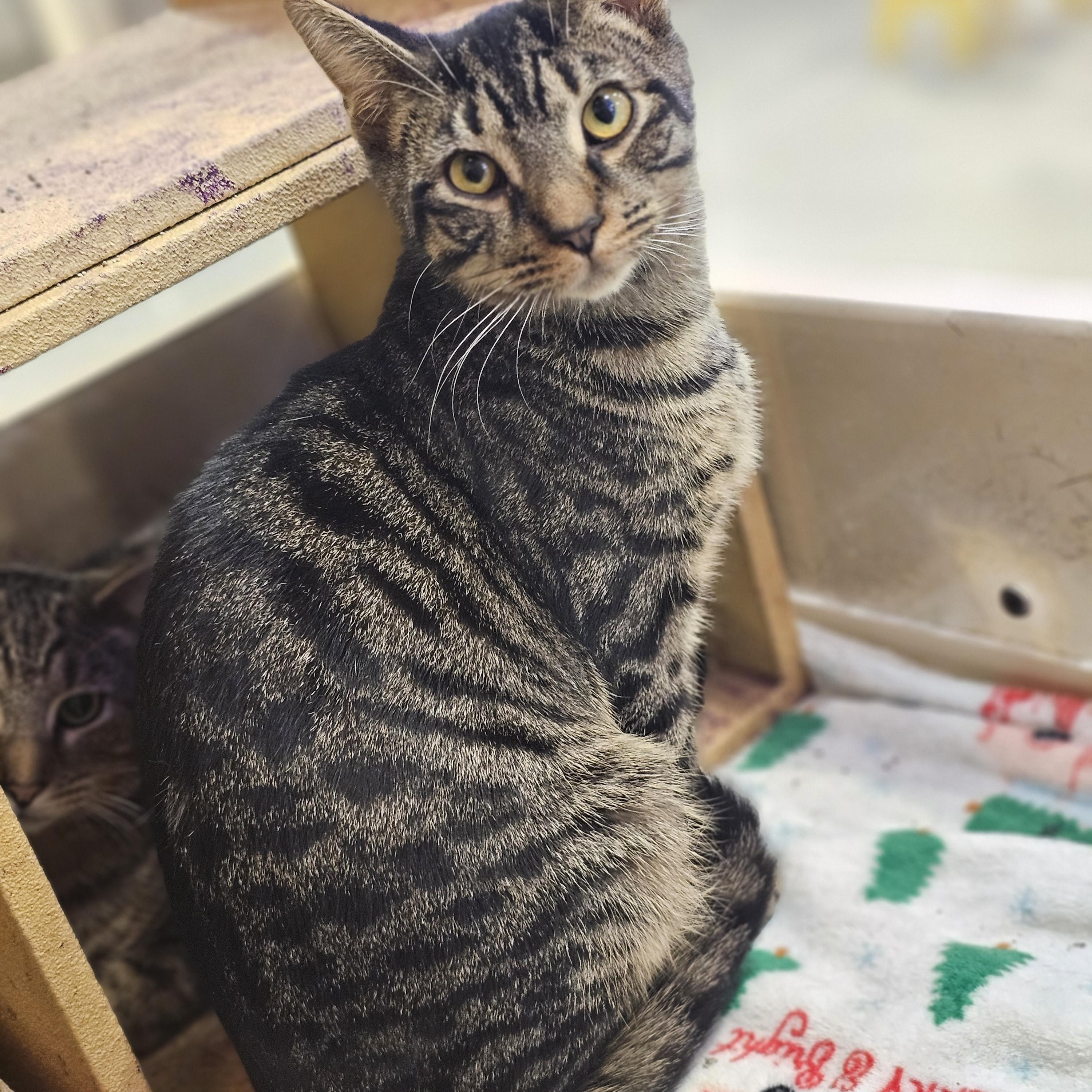 Oscar 2, Adoptable, Kitten Male Tabby.