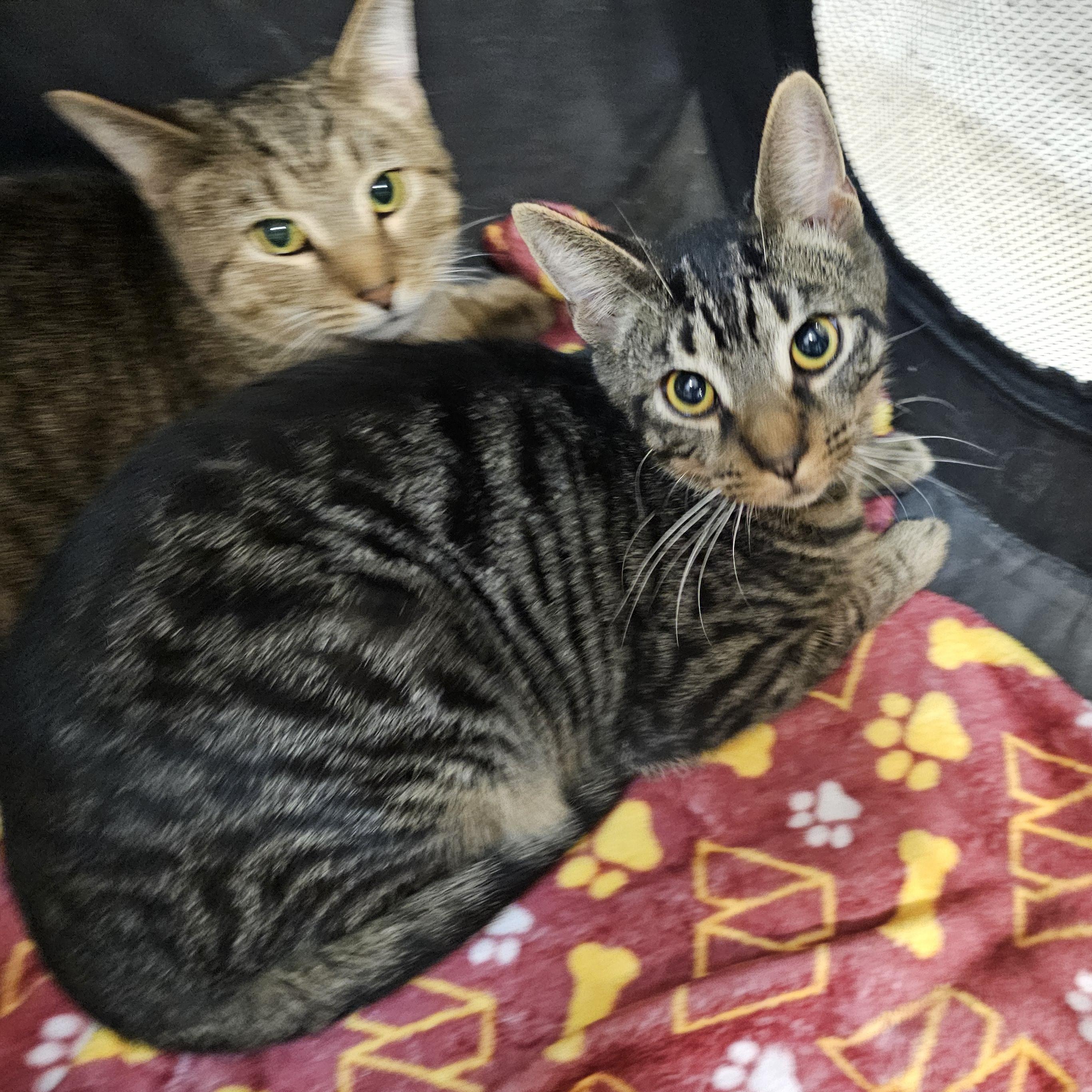 Enlarge Oscar 2, a Adoptable Tabby in Richmond, VA image 2/4