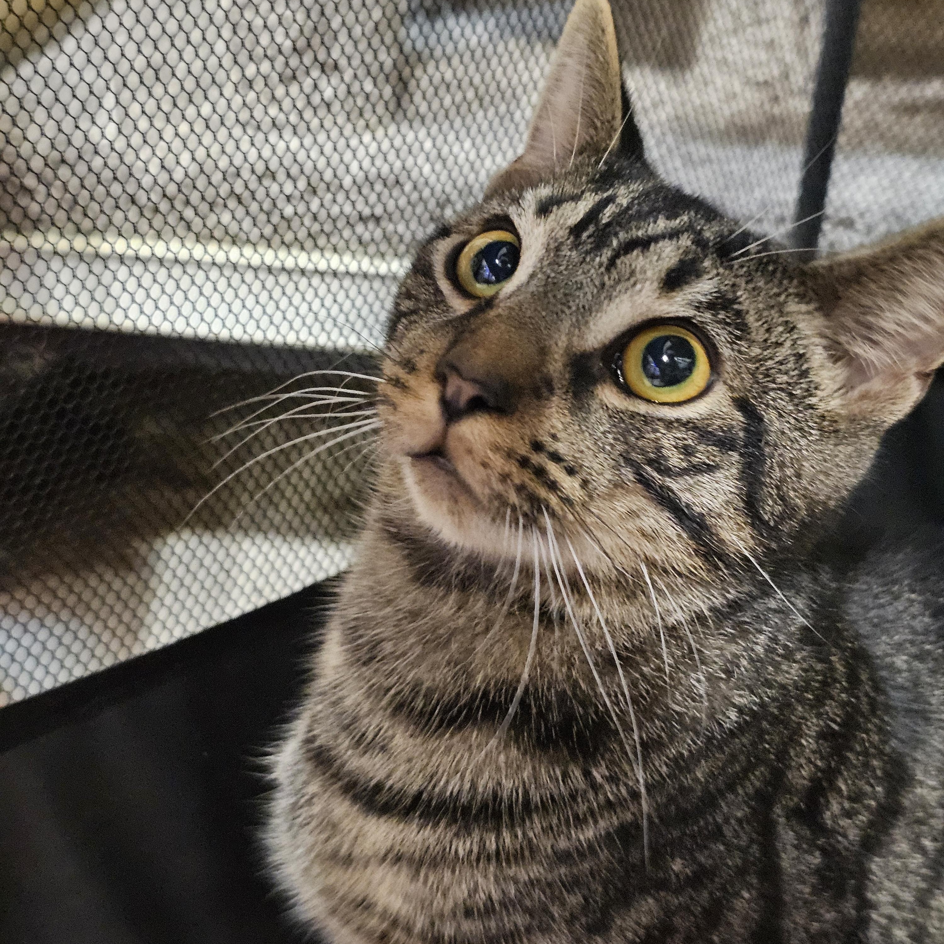 Enlarge Oscar 2, a Adoptable Tabby in Richmond, VA image 3/4