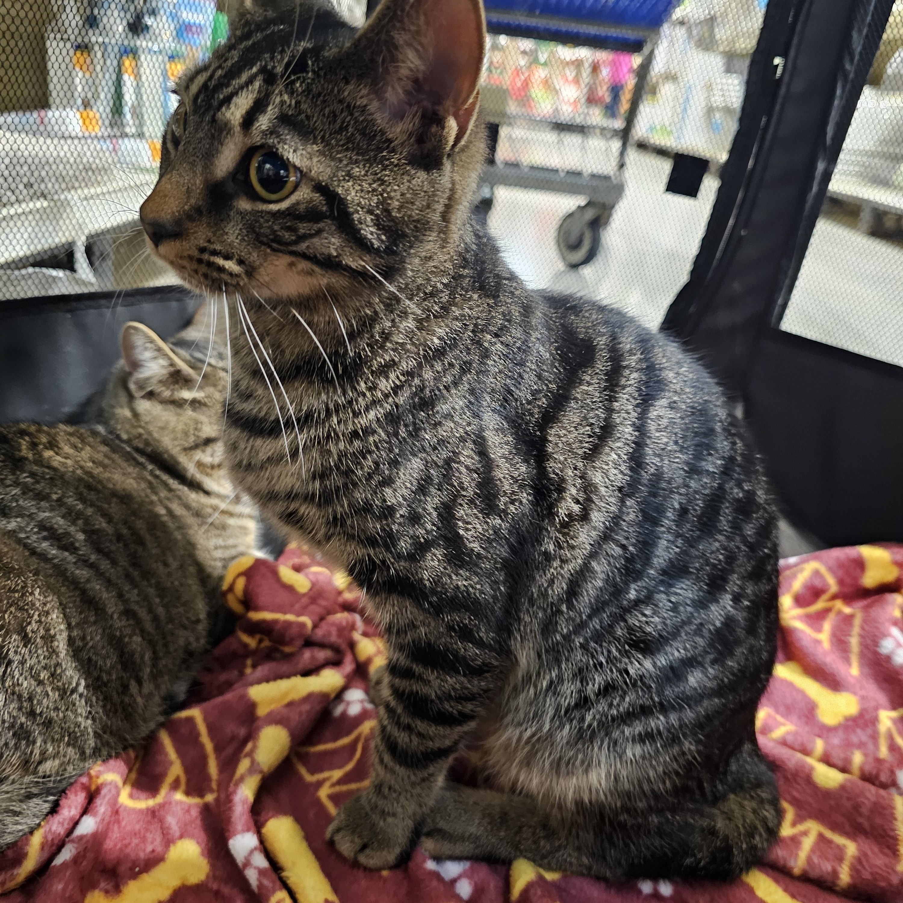 Enlarge Oscar 2, a Adoptable Tabby in Richmond, VA image 4/4