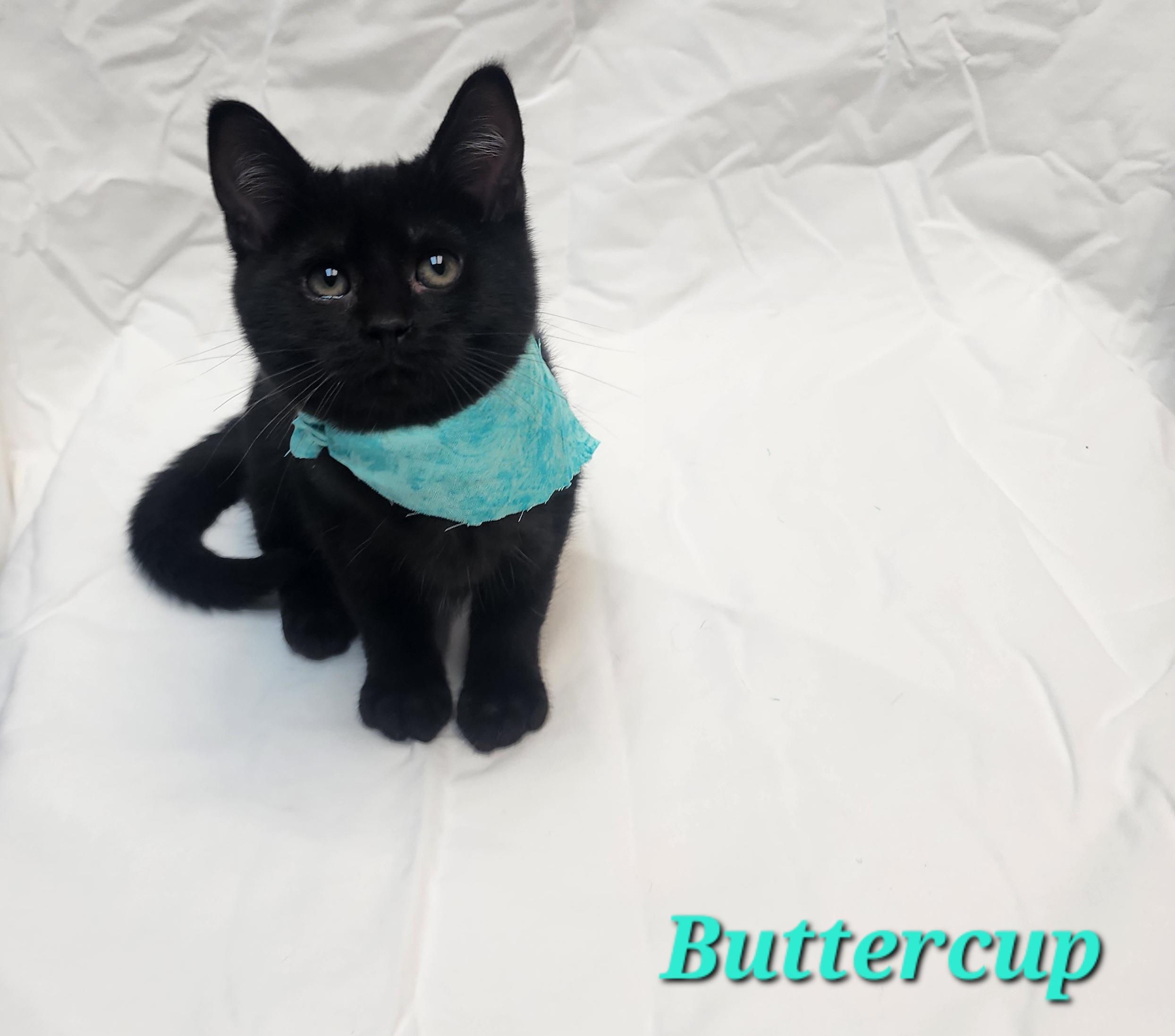 Buttercup, Adopted, Kitten Female Domestic Short Hair.