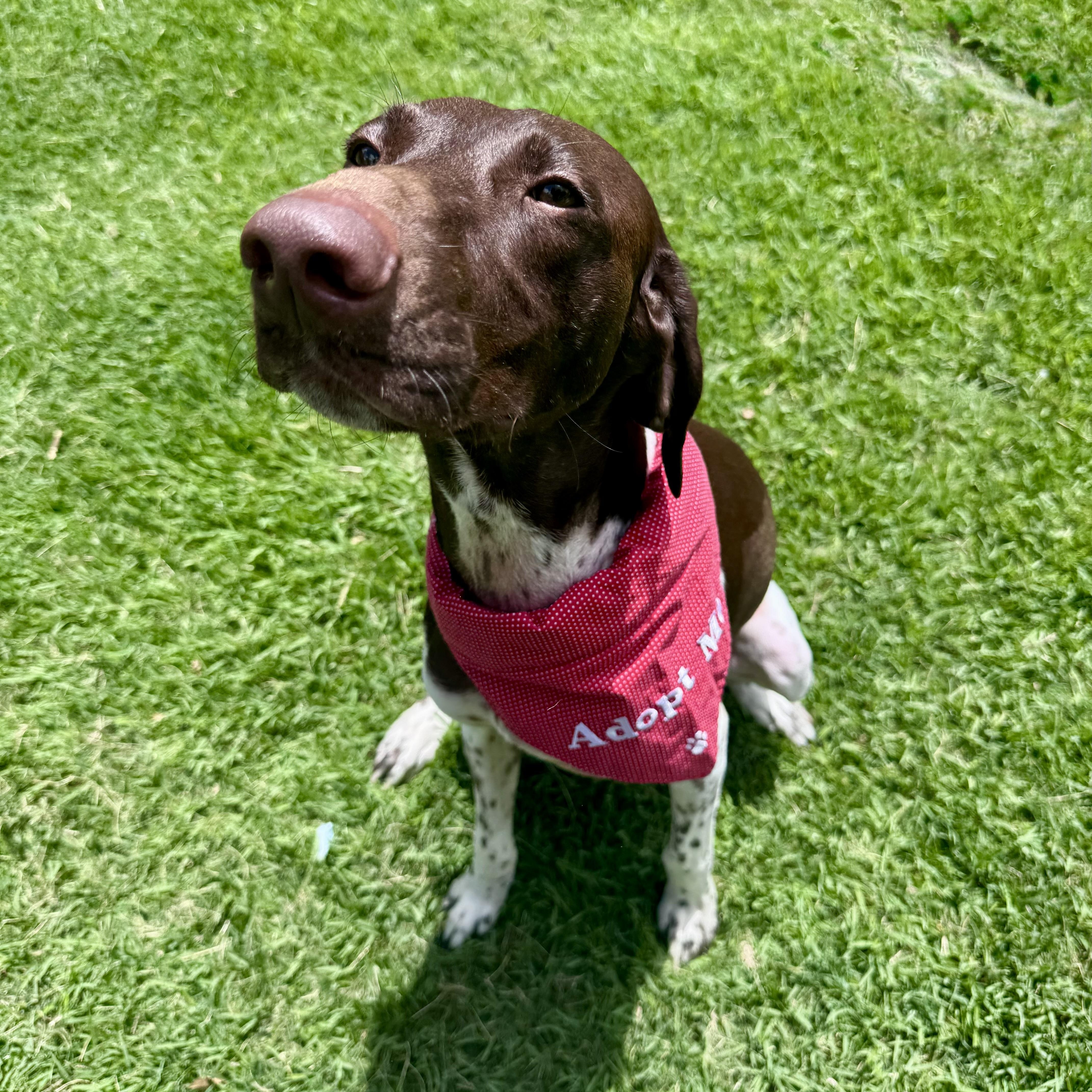 Enlarge Dash, a Adoptable German Shorthaired Pointer in Houston, TX image 5/5