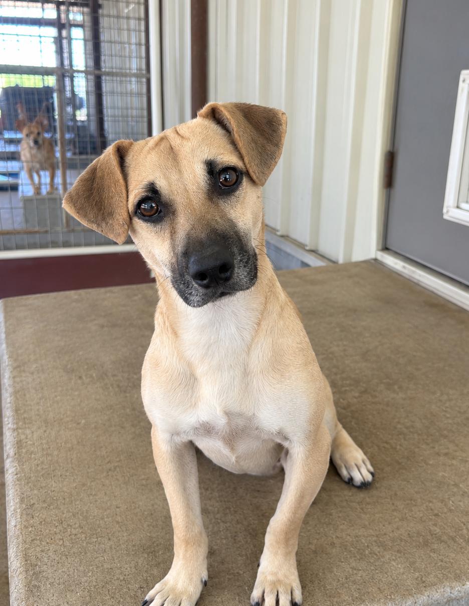 Rock, Adoptable, Adult Male Dachshund & Terrier.