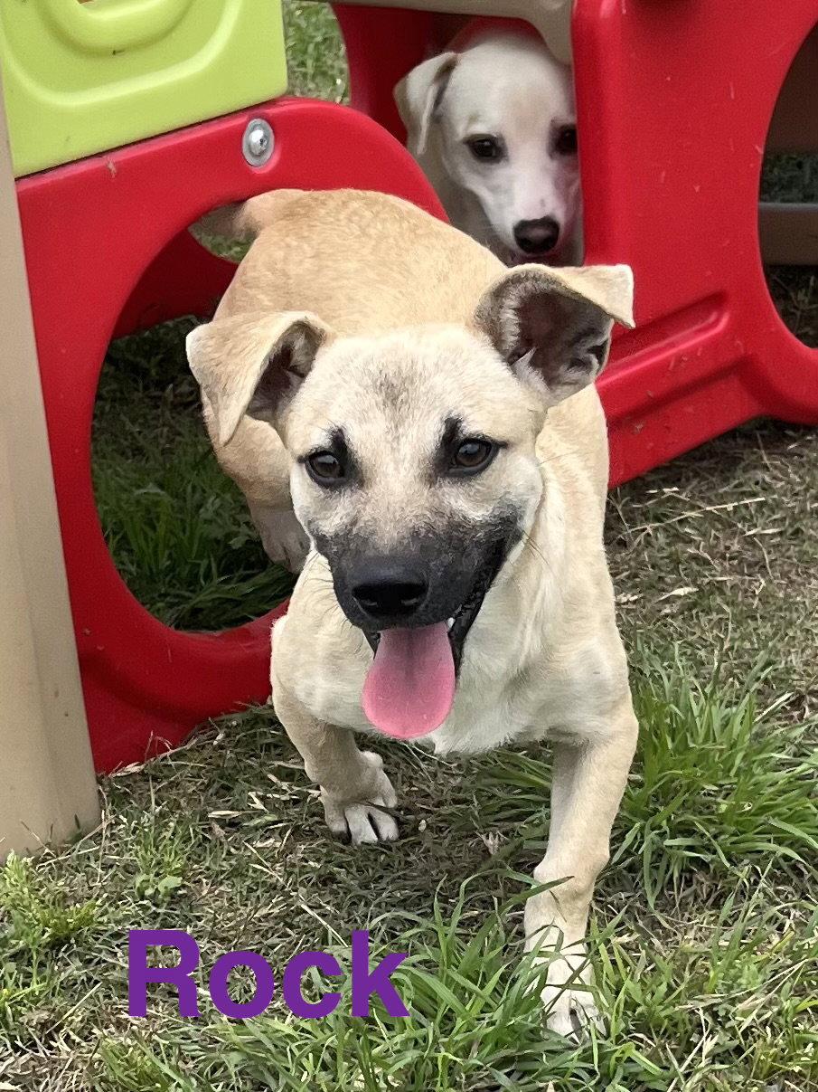 Rock, Adoptable, Young Male Dachshund & Terrier.