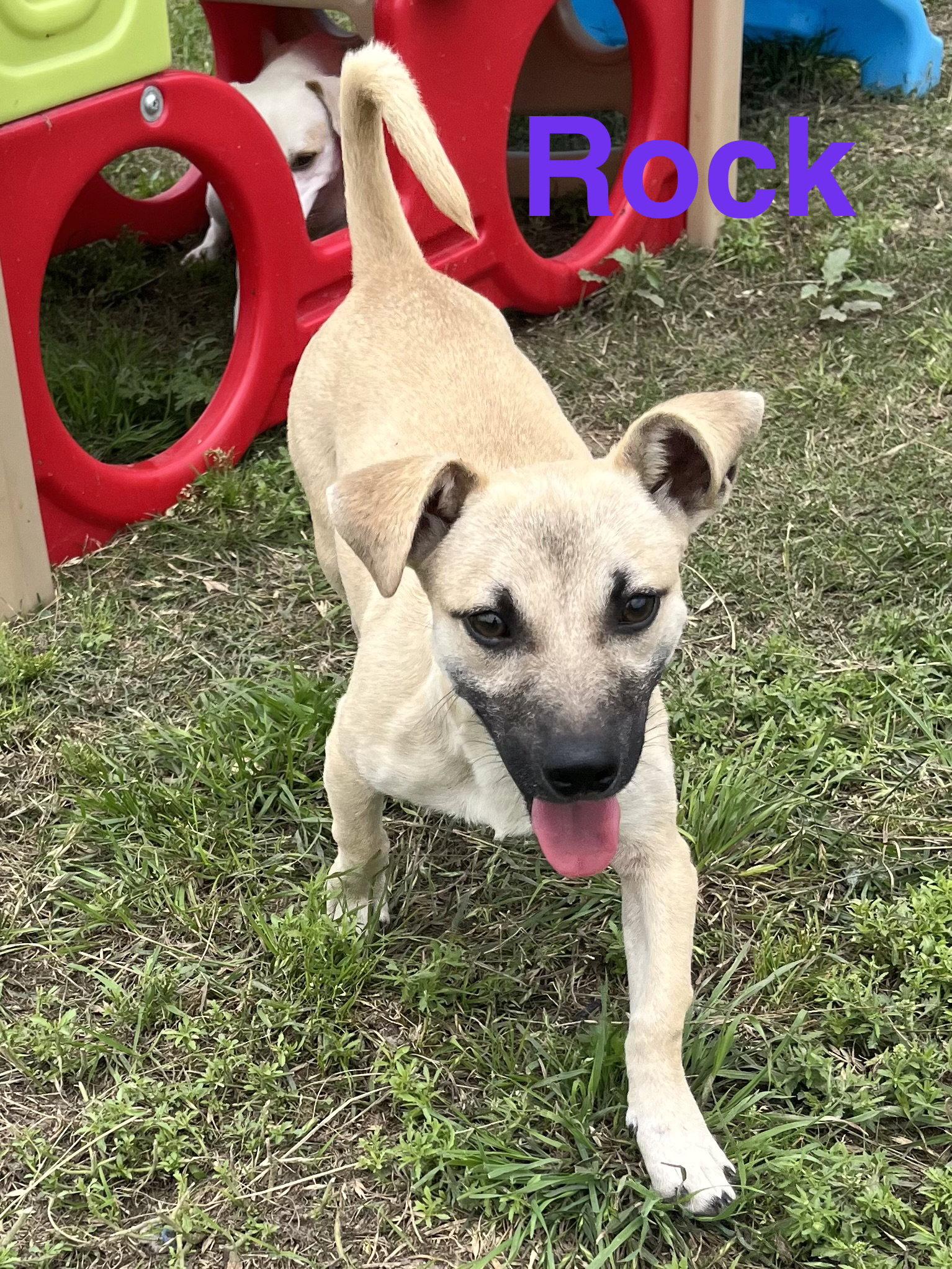 Enlarge Rock, a Adoptable mixed breed in Pipe Creek, TX image 2/3