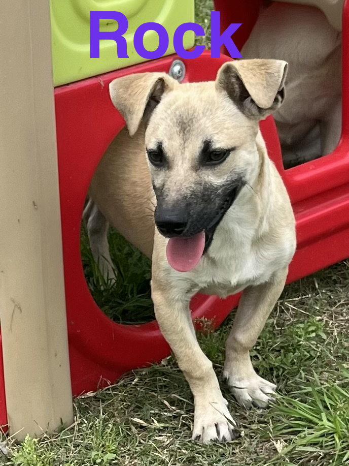 Enlarge Rock, a Adoptable mixed breed in Pipe Creek, TX image 3/3