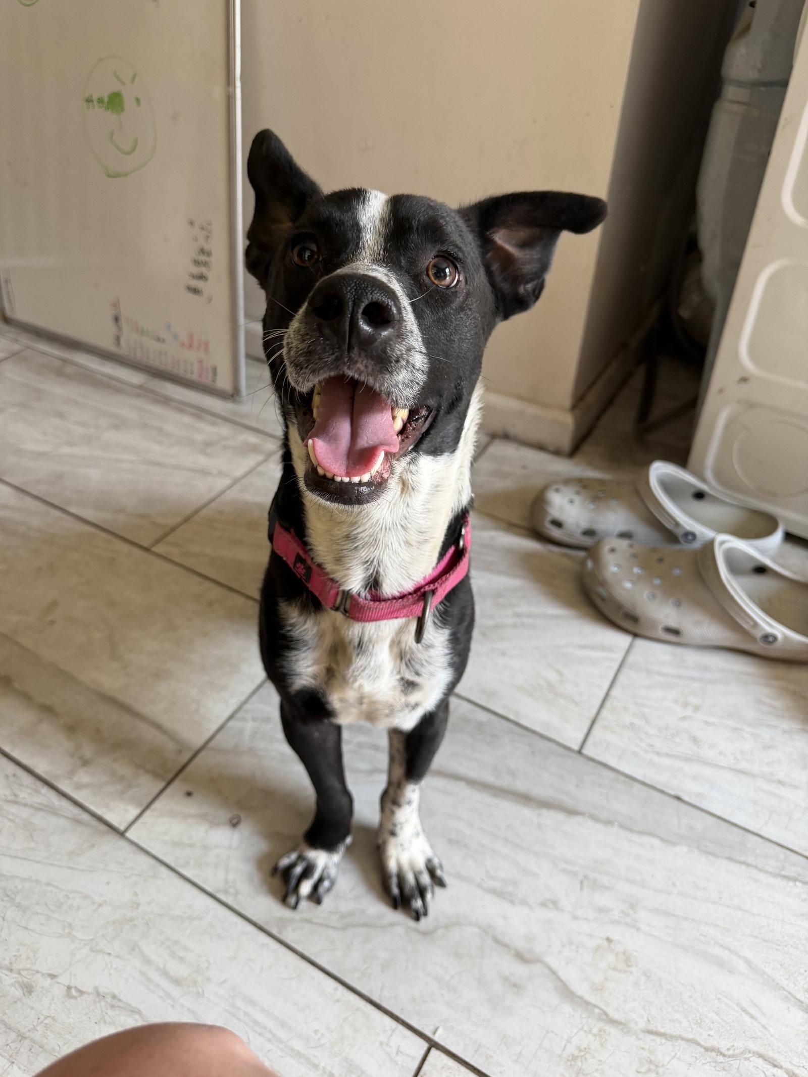 Buddy/Yamil, Adoptable, Adult Male Boxer & Chihuahua.