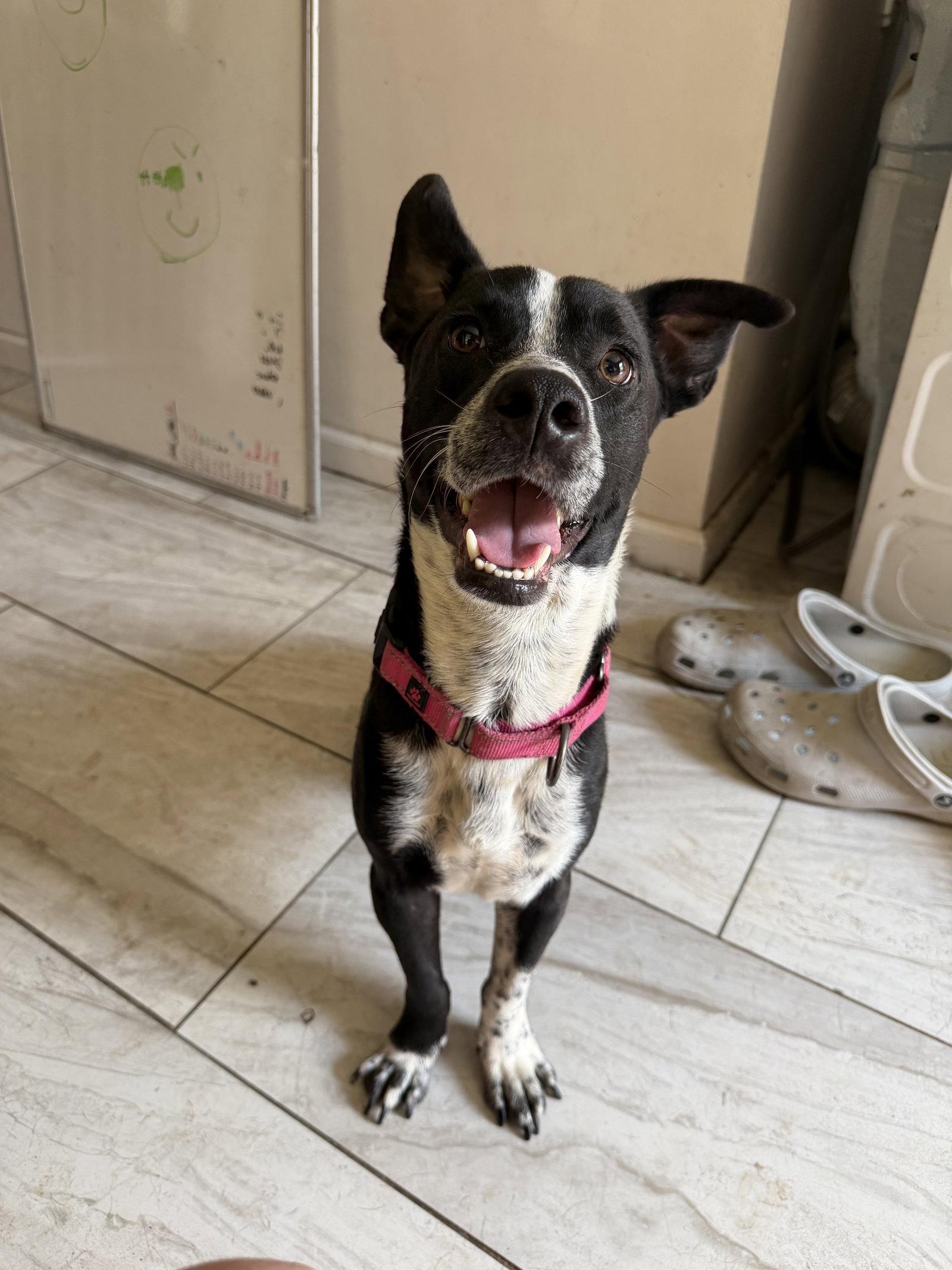 Enlarge Buddy/Yamil, a Adoptable mixed breed in Virginia Beach, VA image 2/3