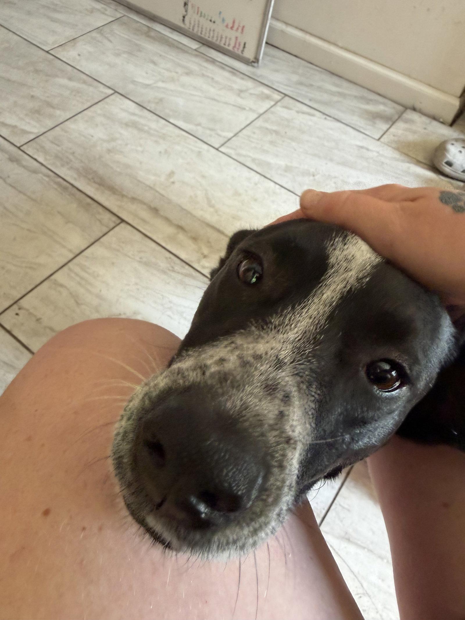 Enlarge Buddy/Yamil, a Adoptable mixed breed in Virginia Beach, VA image 3/3