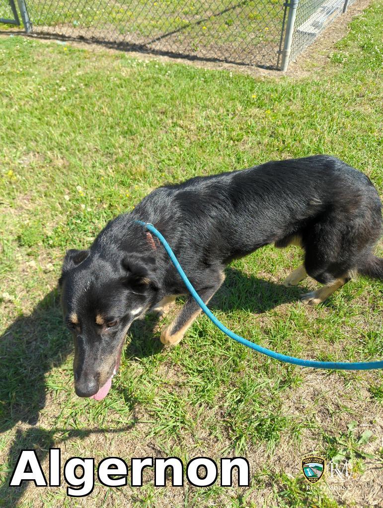 Enlarge Algernon, a Adopted Shepherd in Rocky Mount, NC image 1/1