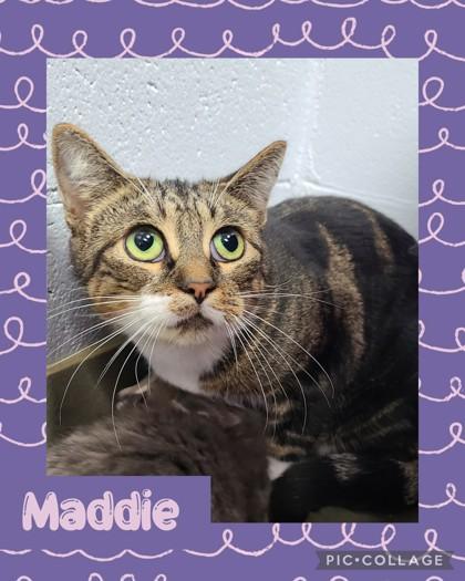Enlarge Maddie, a ADOPTABLE Domestic Short Hair in Iron River, MI image 1/1