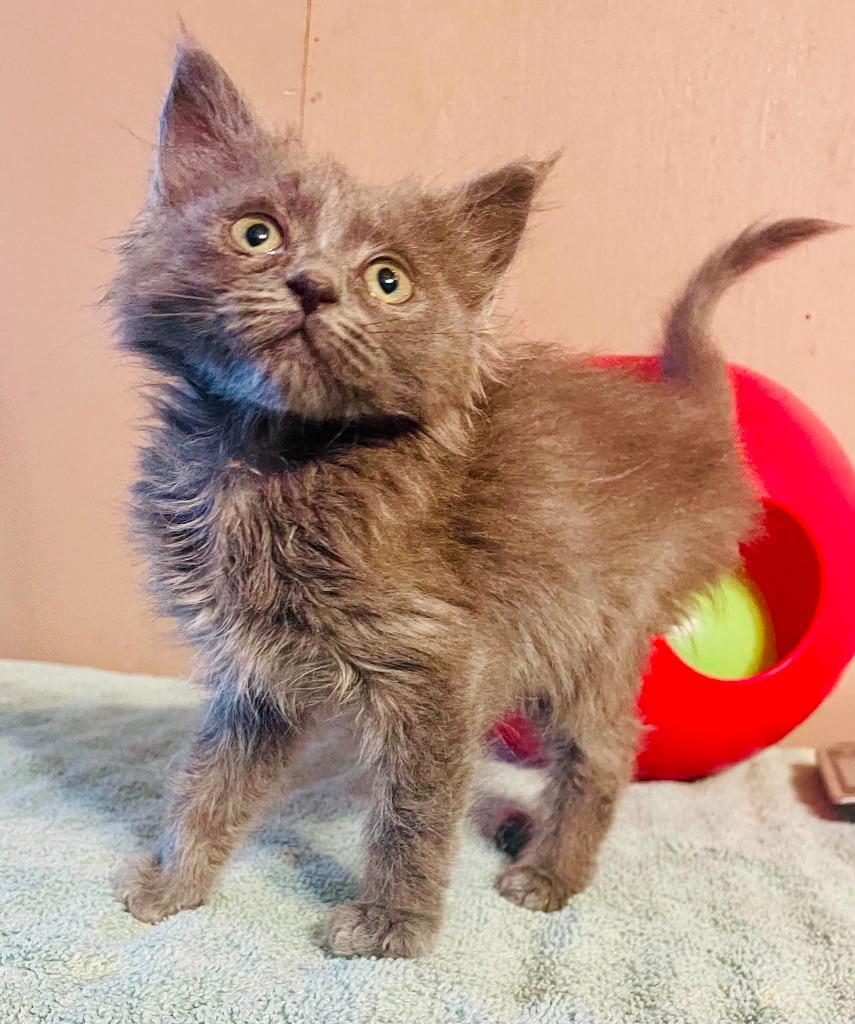 Enlarge Twilight, a Adoptable mixed breed in Nashville, GA image 2/2
