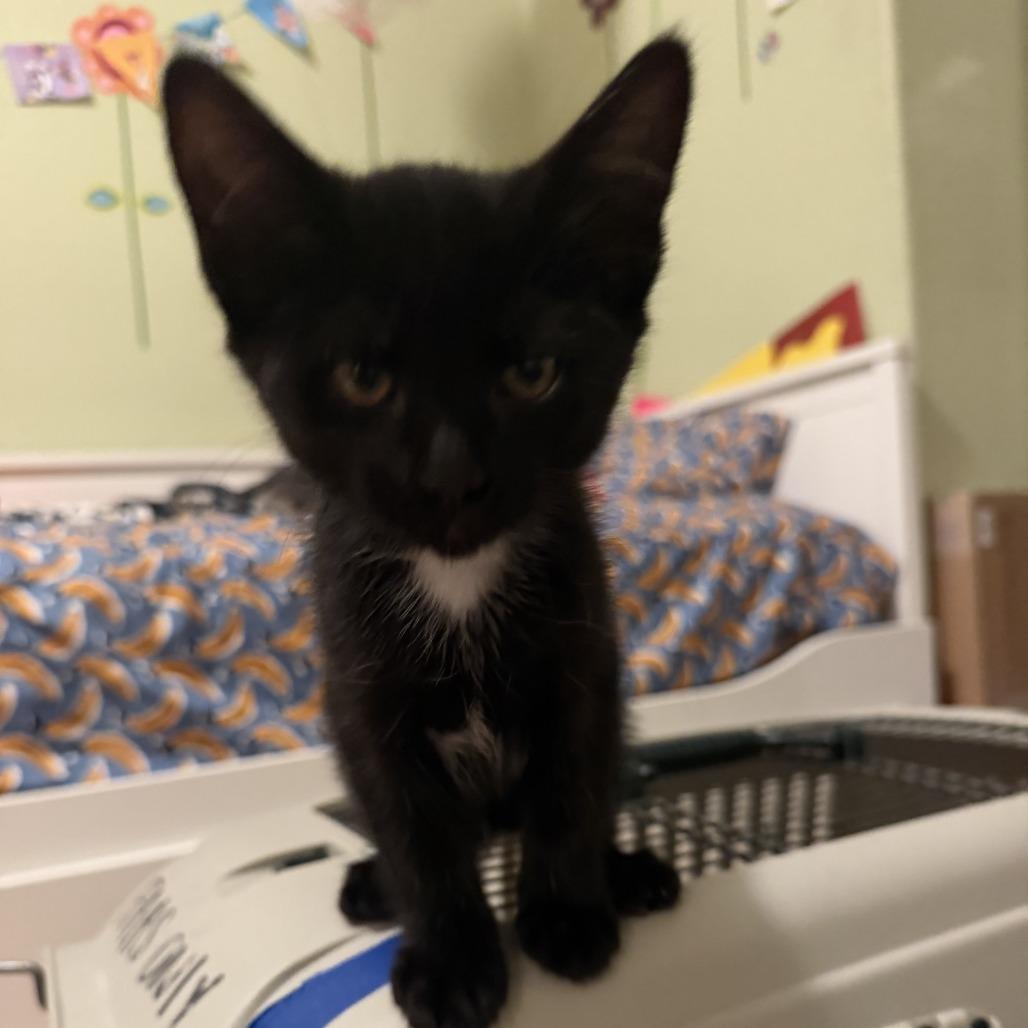 Mantis, Adoptable, Kitten Female Domestic Short Hair.