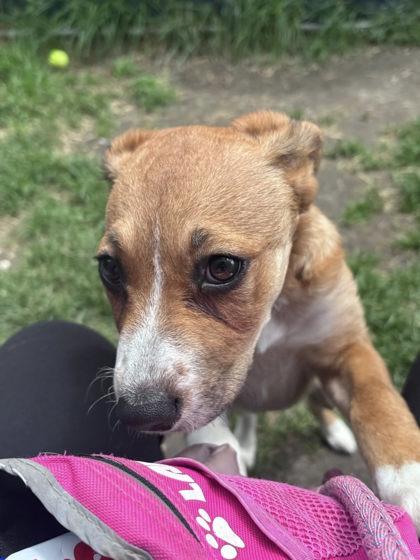 Potato Salad, a Adoptable mixed breed in Hobart, IN image 1/3