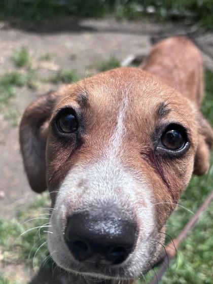 Potato Salad, a Adoptable mixed breed in Hobart, IN image 2/3