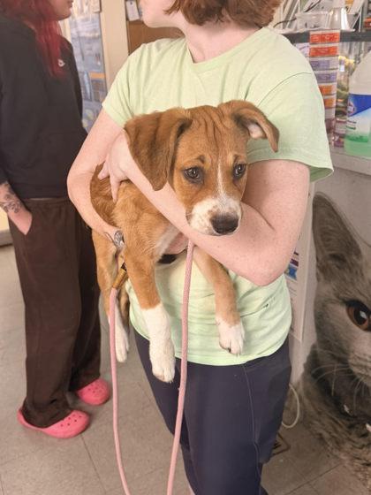 Potato Salad, a Adoptable mixed breed in Hobart, IN image 3/3