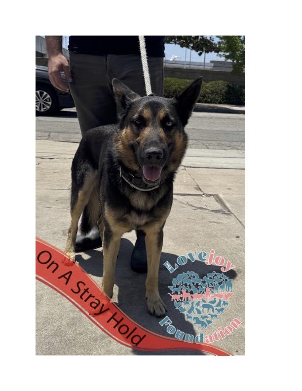 Zuni COH, Adult Male German Shepherd Dog