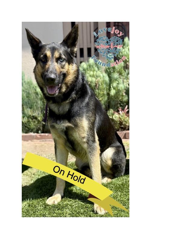 Zuni COH German Shepherd Dog Dog