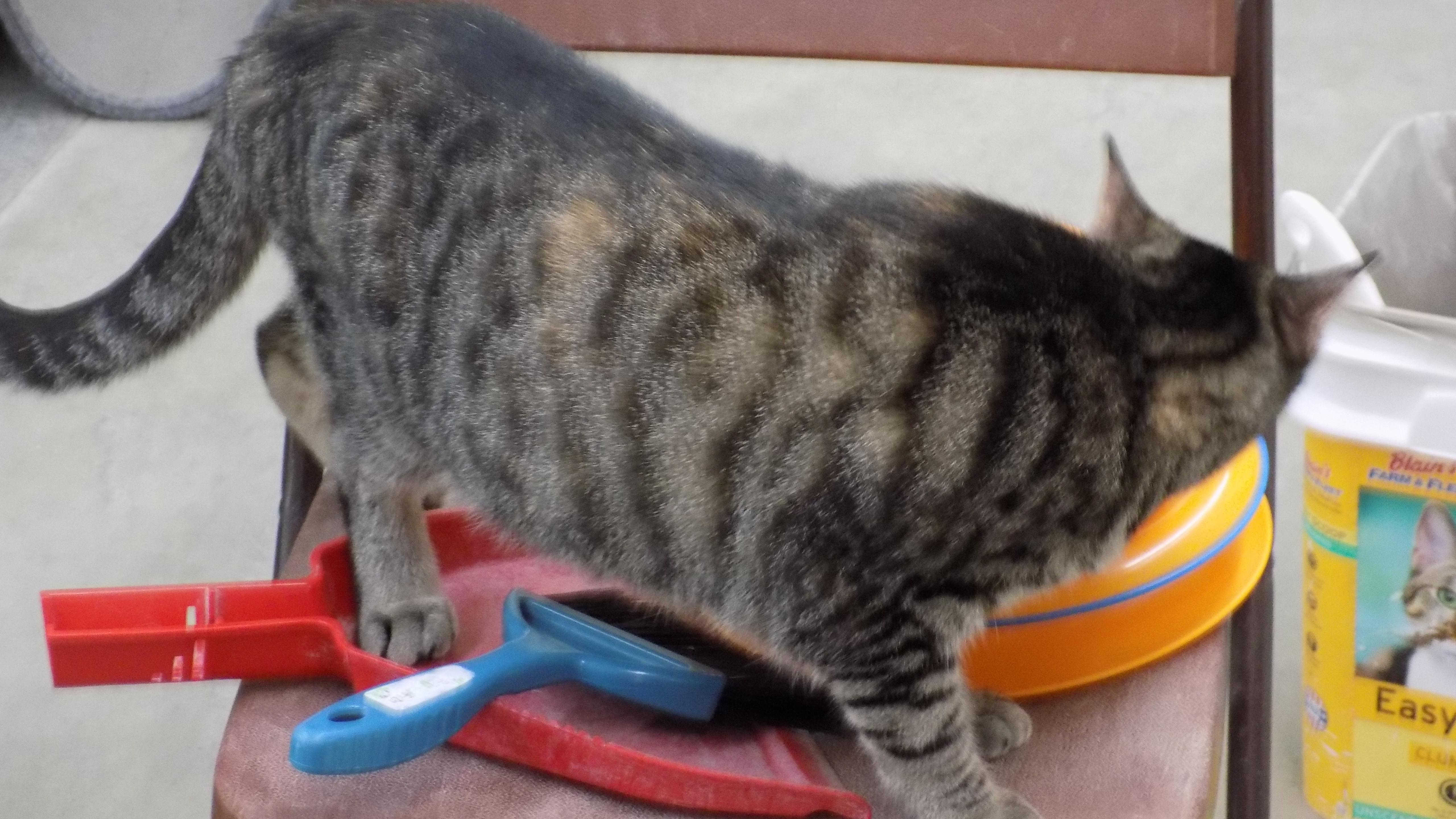 Tessa, a ADOPTABLE Domestic Short Hair in Savanna, IL image 3/3