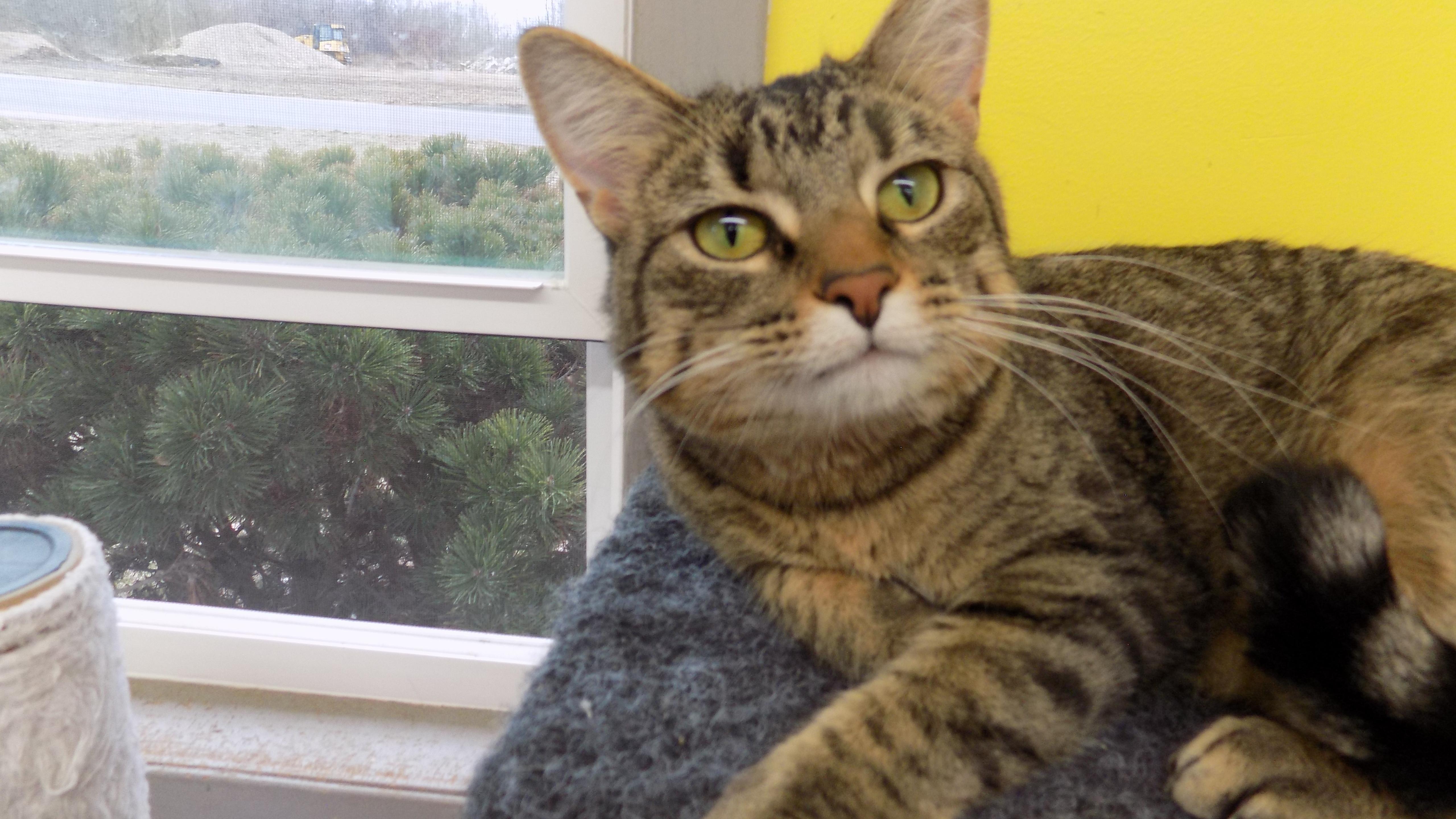 Tessa, a ADOPTABLE Domestic Short Hair in Savanna, IL image 1/3