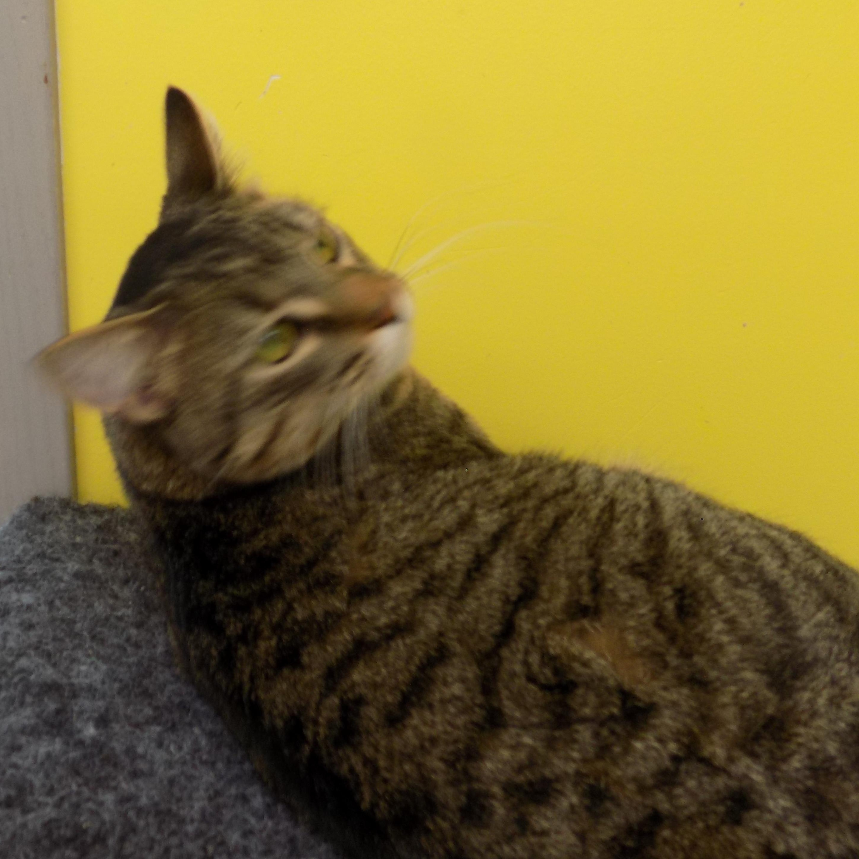 Tessa, a ADOPTABLE Domestic Short Hair in Savanna, IL image 2/3